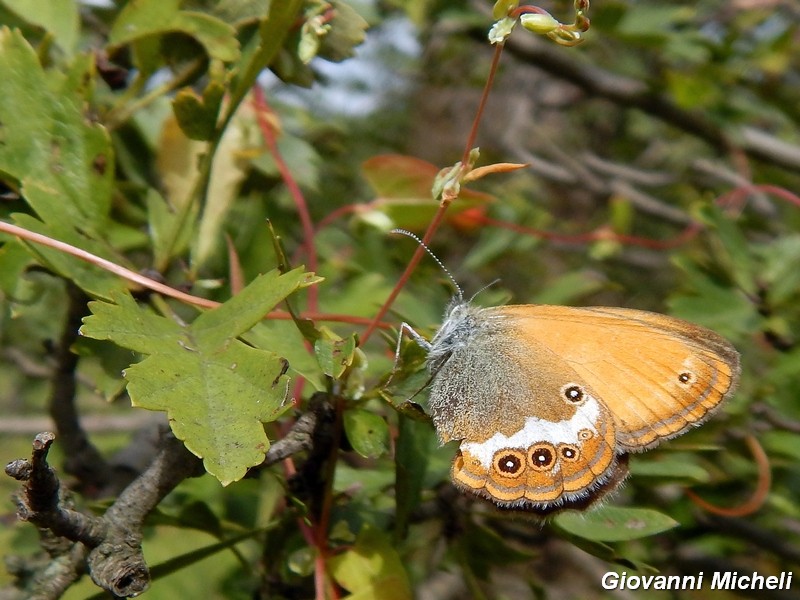 Parco del ticino : incontri del 23/8/14